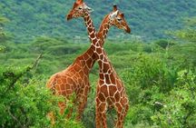 3 Days 2 Nights Samburu Sopa Lodge Private Safari