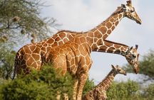 3 Days 2 Nights Samburu Sopa Lodge Private Safari