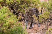 3 Days 2 Nights Samburu Sopa Lodge Private Safari