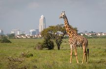 Half-Day National Wildlife Safari Private Tour in Nairobi