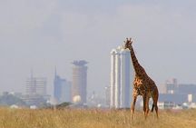 Half-Day National Wildlife Safari Private Tour in Nairobi