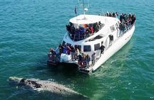 Hermanus Whale Watching and Wine Tasting Private Tour