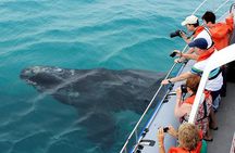 Hermanus Whale Watching and Wine Tasting Private Tour