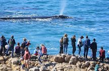 Hermanus Whale Watching and Wine Tasting Private Tour
