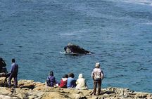 Hermanus Whale Watching and Wine Tasting Private Tour