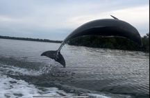 Private 2 Hour Dolphin & Eco Tour Marco Island, FL