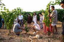 Dinner in the vineyard with wine tasting and walk