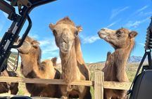 Las Vegas Guided UTV Safari and Zoo Tour 