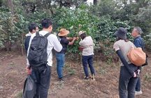 Coffee tour near the Agua Volcano with tasting
