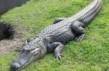 Full Day Plantation -N- Swamp Tour in New Orleans