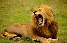 Affordable 1 Day Tanzania Budget Group Join Safari to Tarangire