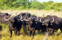Affordable 1 Day Tanzania Budget Group Join Safari to Tarangire