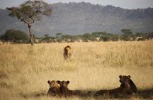 Affordable 1 Day Tanzania Budget Group Join Safari to Tarangire