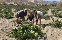 Private Santorini Wine Adventure in 3 Wineries with 12 Tastings