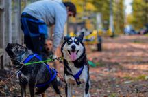Rovaniemi Autumn Husky Safari & BBQ – 6‑10 km Self‑Drive