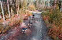 Rovaniemi Autumn Husky Safari & BBQ – 6‑10 km Self‑Drive