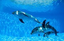 Tour and Swimming at the Dolphin House in Hurghada