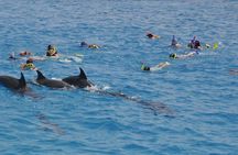 Tour and Swimming at the Dolphin House in Hurghada