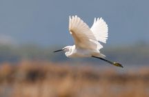 Birdwatching Experience in Narte Lagoon & Akerni Dunes