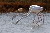 Birdwatching Experience in Narte Lagoon & Akerni Dunes
