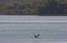 Birdwatching Experience in Narte Lagoon & Akerni Dunes
