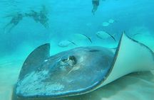 El Cielo Cozumel Snorkel Private Boat + Food Drinks + Beach Club