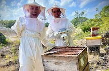 Cozumel: Bee Farm + Honey & Chocolate Tasting + Sightseeing
