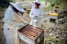 Cozumel: Bee Farm + Honey & Chocolate Tasting + Sightseeing