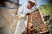 Cozumel: Bee Farm + Honey & Chocolate Tasting + Sightseeing