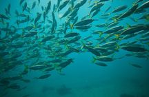 Manly Snorkel Trip and Nature Walk with Local Guide