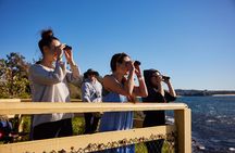 Small Group Manly Snorkel Tour and Nature Walk with Local Guide