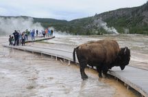 Yellowstone Lower (Southern) Loop Tour