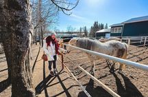 Golden Circle and Lunch at Fridheimar Tomato Farm - with photos