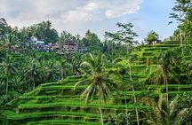  Best of Ubud Tours with Jungle Swing ( All Inclusive )