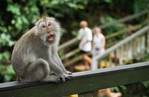  Best of Ubud Tours with Jungle Swing ( All Inclusive )