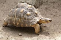 Full Day Private Mombasa Tour and Excursions