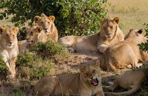 4 Days Shared Camping Safari to Tarangire and Serengeti