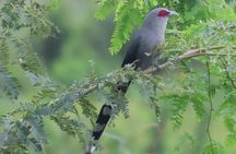 Beyond The Oudong Temple and Birdwatching in Phnom Penh