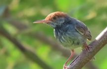 Beyond The Oudong Temple and Birdwatching in Phnom Penh