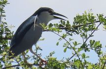 Beyond The Oudong Temple and Birdwatching in Phnom Penh