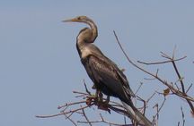 Beyond The Oudong Temple and Birdwatching in Phnom Penh