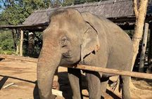 Elephant keeper programs with Kuang si waterfall in Laos