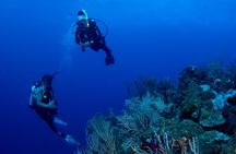 2-Tank Scuba Boat Trip in World-Class Sites @ Copamarina