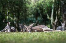 Australia Zoo Day Trip from Noosa /Sunshine Coast Region