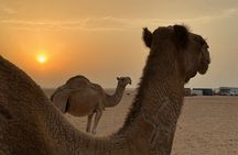 Full Day Private Kuwait City and Desert Tour with a Local Guide