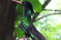 Rocklands Bird Sanctuary and Montego Bay Highlights