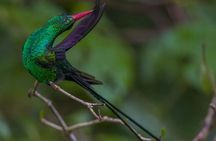 Rocklands Bird Sanctuary and Montego Bay Highlights
