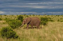 7 Day Tour of Amboseli Lake Nakuru and Masai Mara