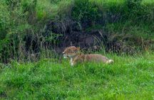 7 Day Tour of Amboseli Lake Nakuru and Masai Mara