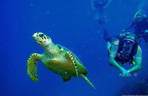 Alanya Scuba Diving Includes Lunch and Transfer for Beginners 